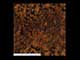 mottled-copper-cc.jpg